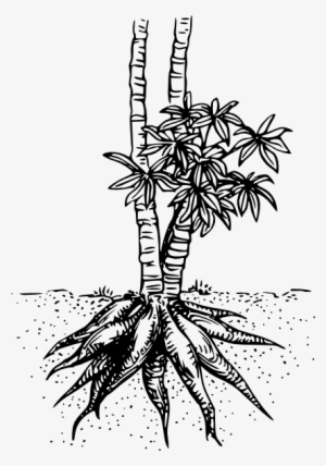 Cassava Yuca Clip Art Free Vector - Cassava Plant Clipart Black And White #1527494
