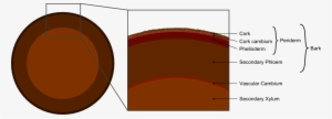 Tree Secondary Components Diagram - Layers Of The Periderm #1528178