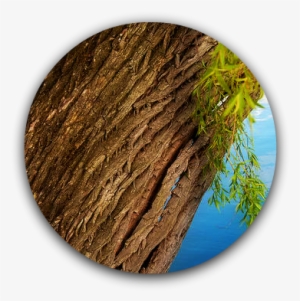 Willow Bark - Willow Tree Bark #1528221