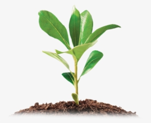 Our Bodies Are Our Gardens Our Wills #1528317