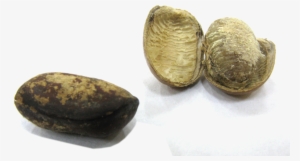 Monodora Myristica Seeds - Monodora Myristica #1528522