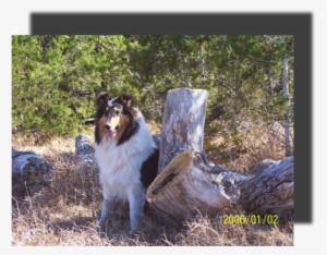 Treebark Ourbeautiful Tricolliegirl - Rough Collie #1528702