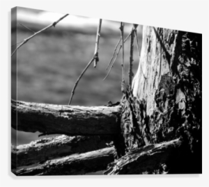 Coastal Tree Bark Canvas Print - Monochrome #1528806