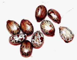 Castor Oil Is Extracted From The Bean, But More Accurately, - Castor Oil Seeds Png #1528829