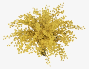 Chantalmi Fleur Mimosa - Mimosa Png Transparent #1528974