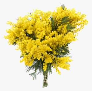 Mazzo Di Mimosa Piccolo - Mimosa Salad #1529033