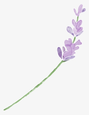 Mira & Graphic Watercolor & Swirls Example Image - Watercolor Painting #1529098