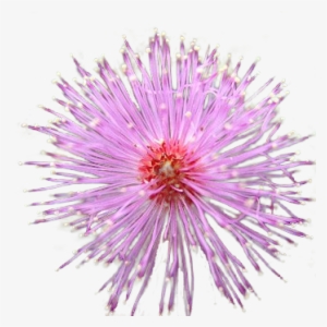 If You Still See Some Background , Then Load The Png - Touch-me-not #1529409