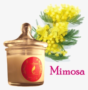 La Bougie Excellence - Mimosa #1529684