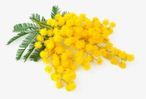 Mimosa Donne My Sweet Laura - International Women's Day #1529820