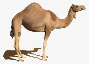 Desert Camel Standing Png Image - Camel Png #1529841