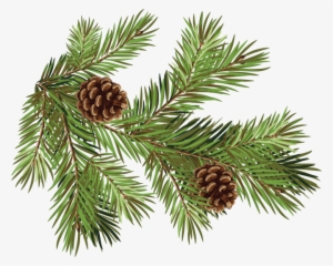 Pine Fir Conifer Cone Spruce Branch - Pine Cones And Branches #1530258