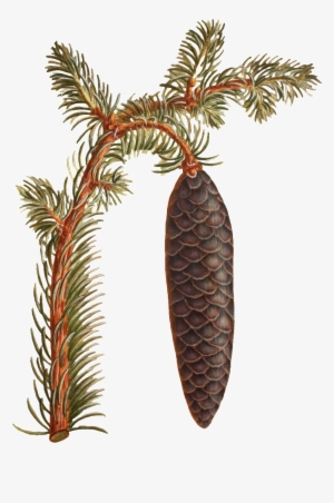 Hand Painted A Branch Of Wild Pinecone Transparent - Conifer Cone #1530460