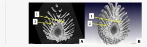 Demonstration Of Intact Pine Cone Microct Scan In Slice - Common Fig #1530916