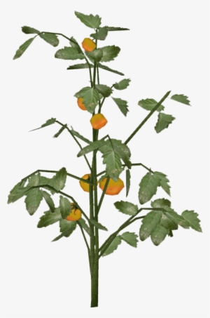 Tomato Slice - English Marigold #1531139