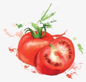 Tomato Drawing Watercolor - Georgina Luck Artwork Fruit #1531168