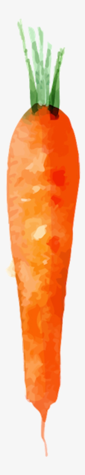 Carrot - Baby Carrot #1531533