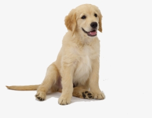 Perro Png - Golden Retriever Puppy Png #1532436