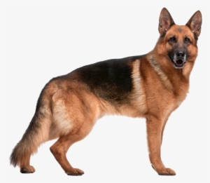 Perro Animales - German Shepherd Dog #1532707