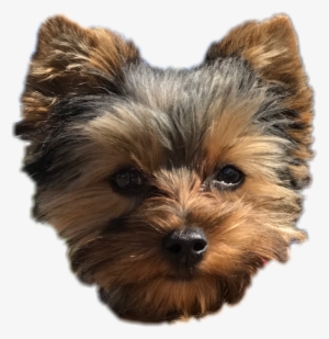 Pepper Dog Cute Puppy Yorkie Perro Freetoedit Png Download #1532752