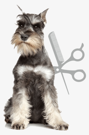 Artículos Para Mascotas - Grupos De Perros De Distintas Razas #1532861