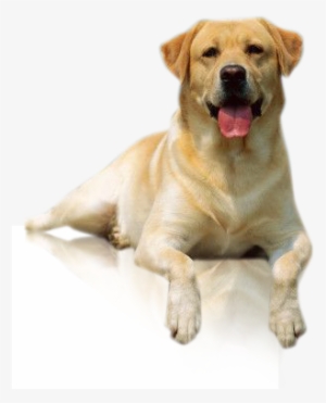 Com/2012/11/imagenes Perro Labrador Png - Perro Labrador Adulto Png #1532930
