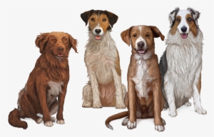 Dog Food - Perro Gosbi #1533107 Dog Food - Perro Gosbi #1533107