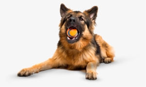 Gato Perro #1533215