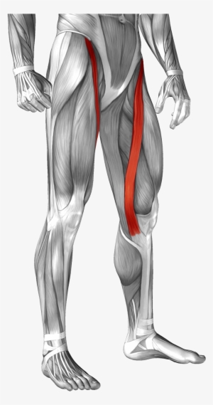 Location - Sartorius Muscle #1533534 Location - Sartorius Muscle #1533534