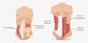 Torso Muscles 2 - Internal Oblique Quadratus Lumborum #1533624