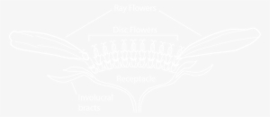 White Flower Petals Png Download - White Audi Logo Transparent #1533648