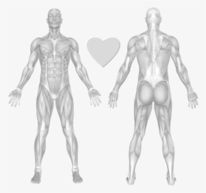 Exercises And Muscles #1533729