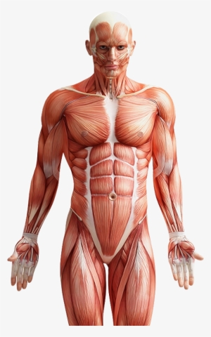 Muscle Fibers In Men #1533925