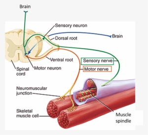 Nerve Supply Of Skeletal Muscle #1533955