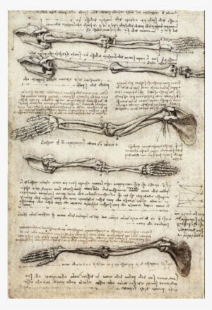 Leonardo Da Vinci Famous Sketch #1534445