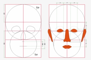 Head Proportions - Head Proportion Svg #1534490