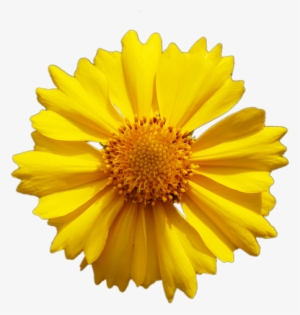 Yellow Flower Png - Yellow Daisy Flower Vector #1534914