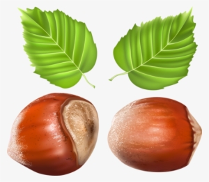 Graphic Freeuse Download Vegetables Fruits Herbs And - Chestnut #1535147