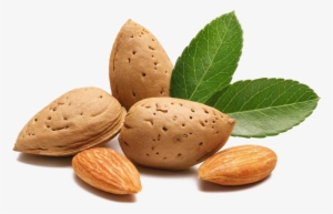 Almond Clipart File #1535219