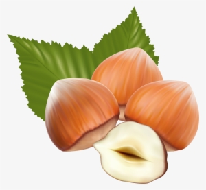 Hazelnut Clipart #1535279