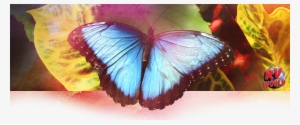 Butterflies Are Beautiful And Whimsical Creatures That - Blue #1535410