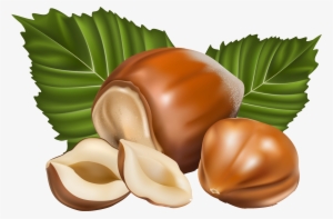 Nuts Vector #1535413