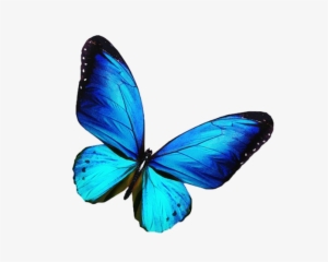 Blue Butterfly Png Transparent Image - Porteurs D'espoir By Diane Gagnon #1535506