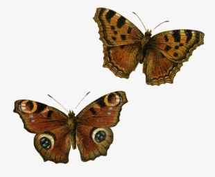 Brown Butterflies - Brown Butterfly Png #1535584