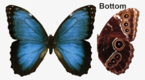 Butterfly House At Put In Bay - Blue Morpho Butterfly Transparent #1535655