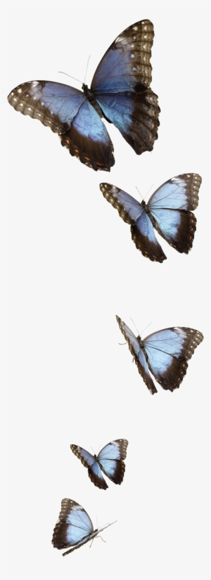 Gallery - Small Blue Butterflies Png #1535678