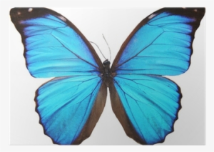 Green Butterfly #1535819