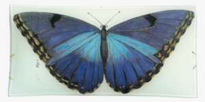 Blue Butterfly Blue Butterfly - Butterfly #1535947