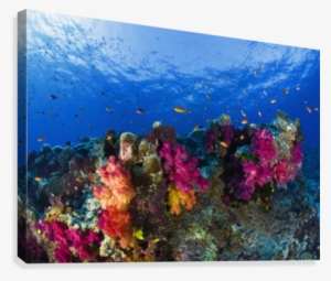 Soft Corals On Shallow Reef, Fiji Canvas Print #1536244