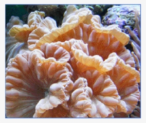 Coral #1536325